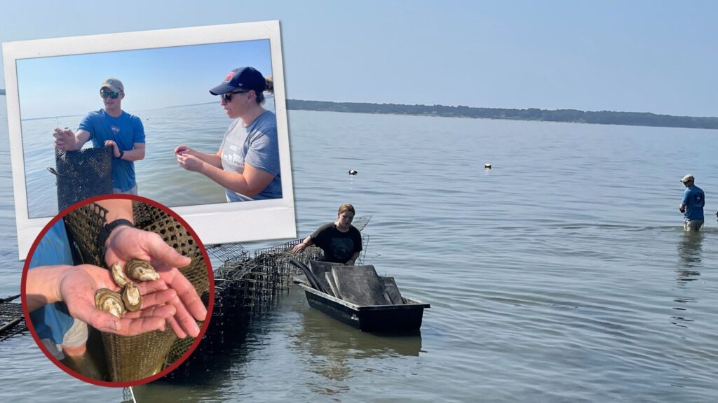 what the farm Virginia oyster farm