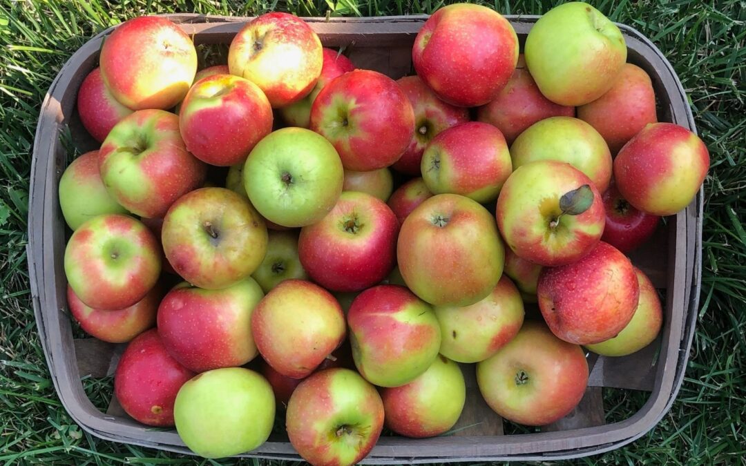 Apple Recipes from What the Farm