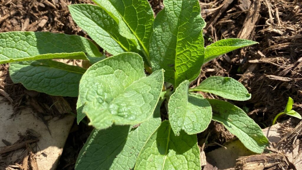 Comfrey for Grain-Free Chickens