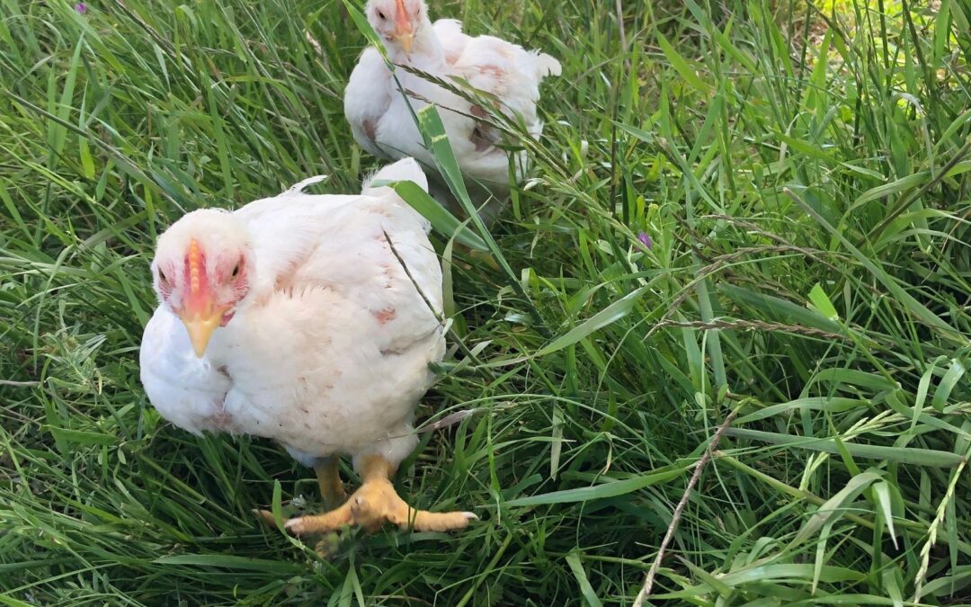 grain-free chickens