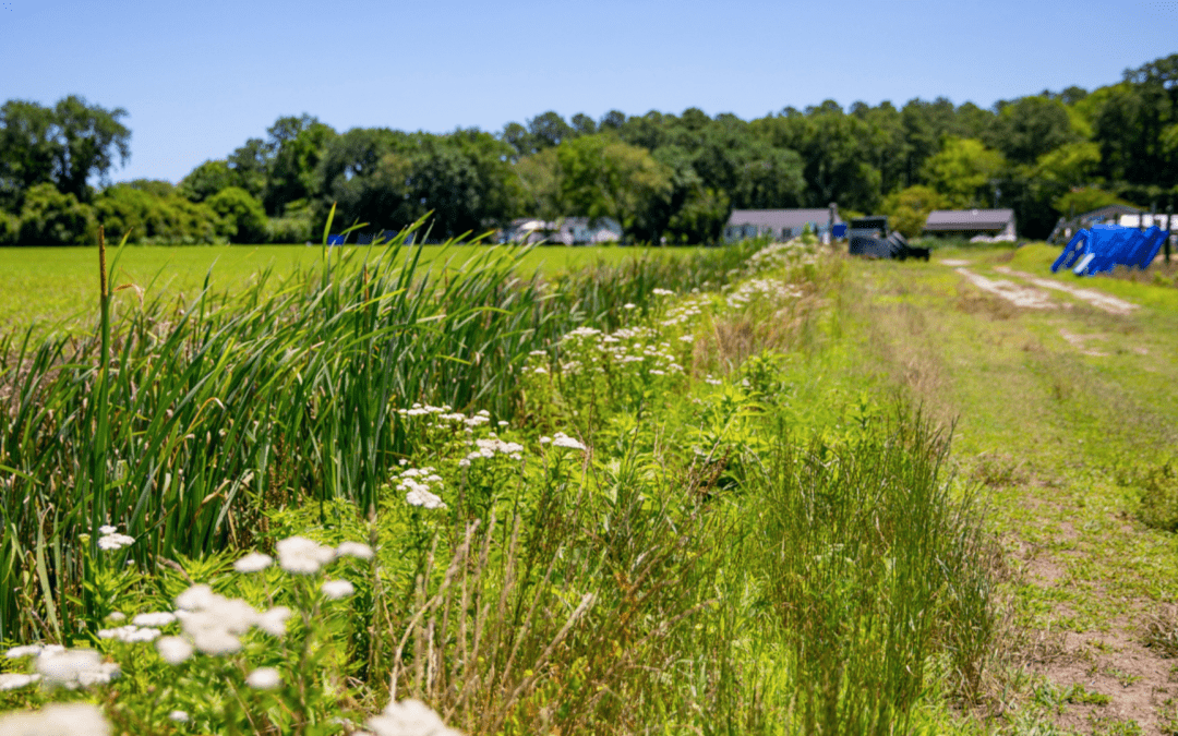 What You Need To Know About The Impact of Holistic Management On The Environment