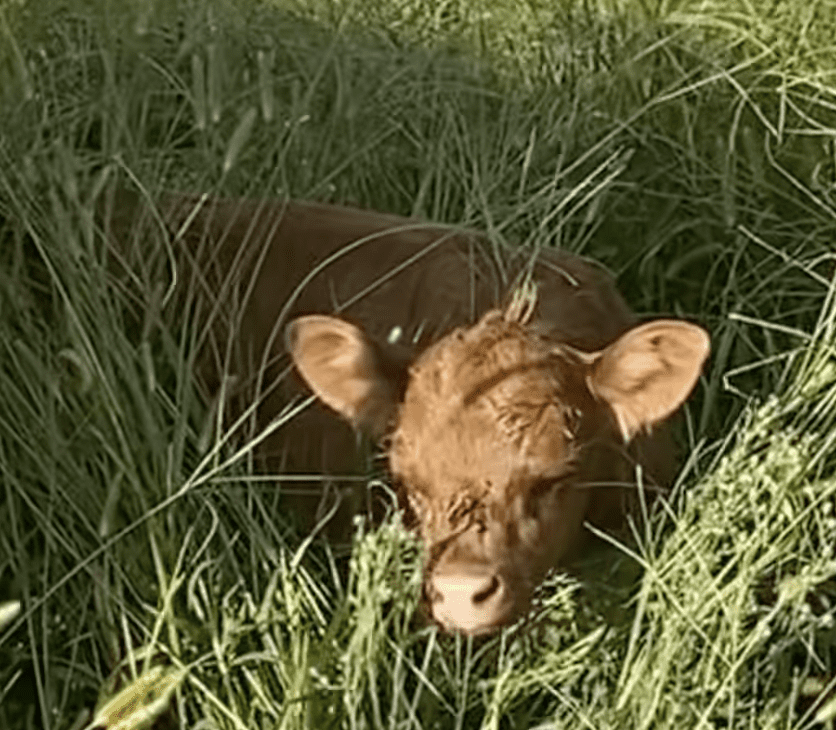 Baby cow dexter