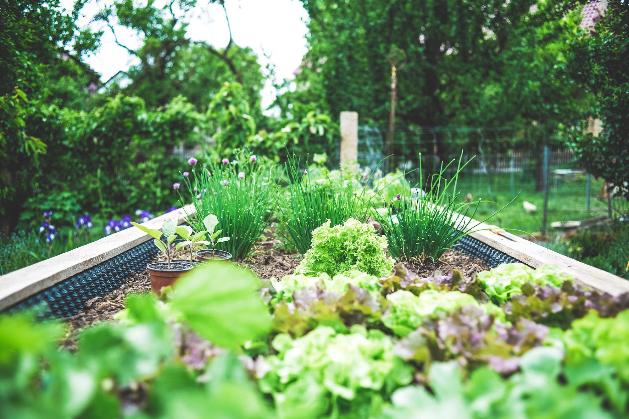 Fall Gardening/How to Make a Raised Bed Garden