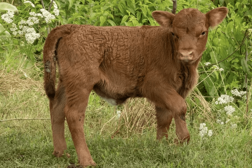 The Dexter Cattle Advantage: Why Our Cows are Pint-Sized Powerhouses