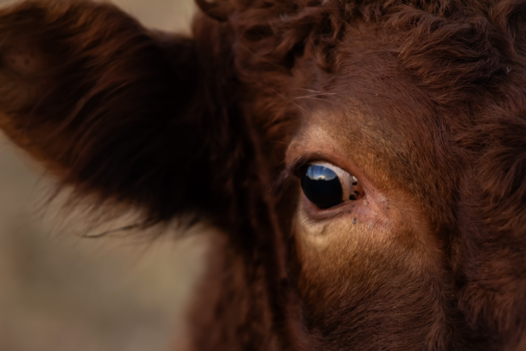 "Why Our Tiny Cows Matter: The Irish Dexter Fit for Regenerative Farming"